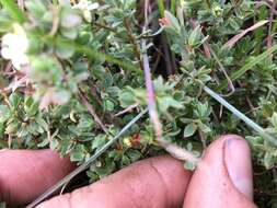 Image of Pimelea spinescens subsp. spinescens