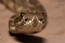 صورة Crotalus durissus terrificus (Laurenti 1768)