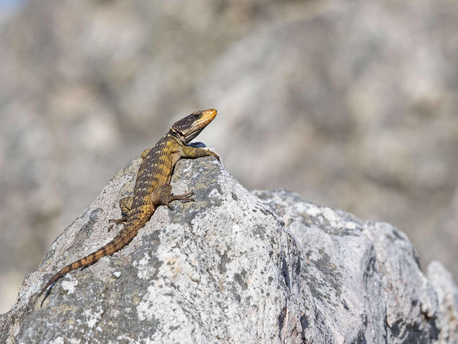 Image of Eastern Cape Crag Lizard