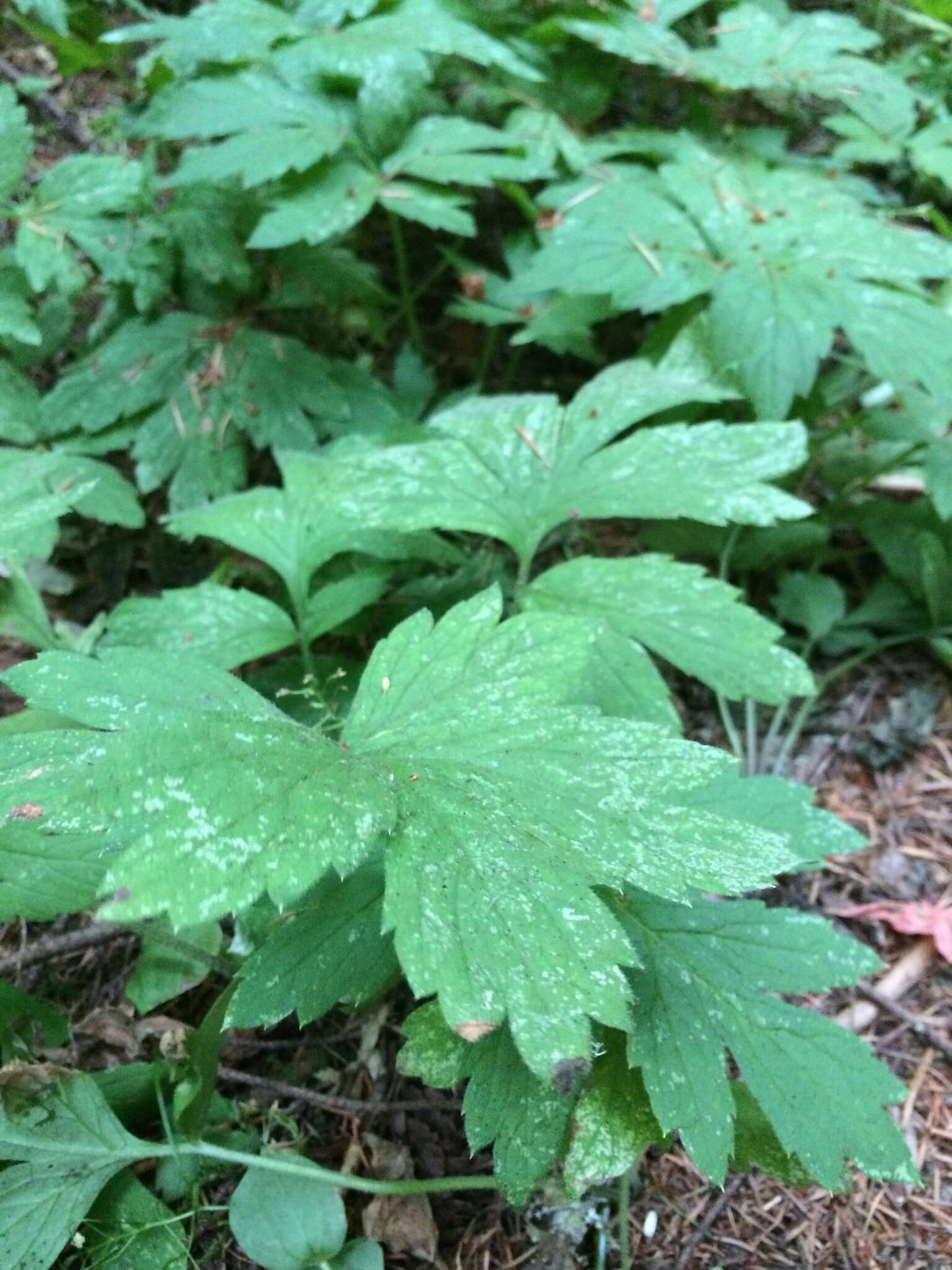 Image of Pacific waterleaf