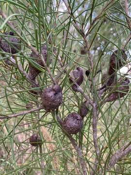 Image of Hakea actites W. R. Barker