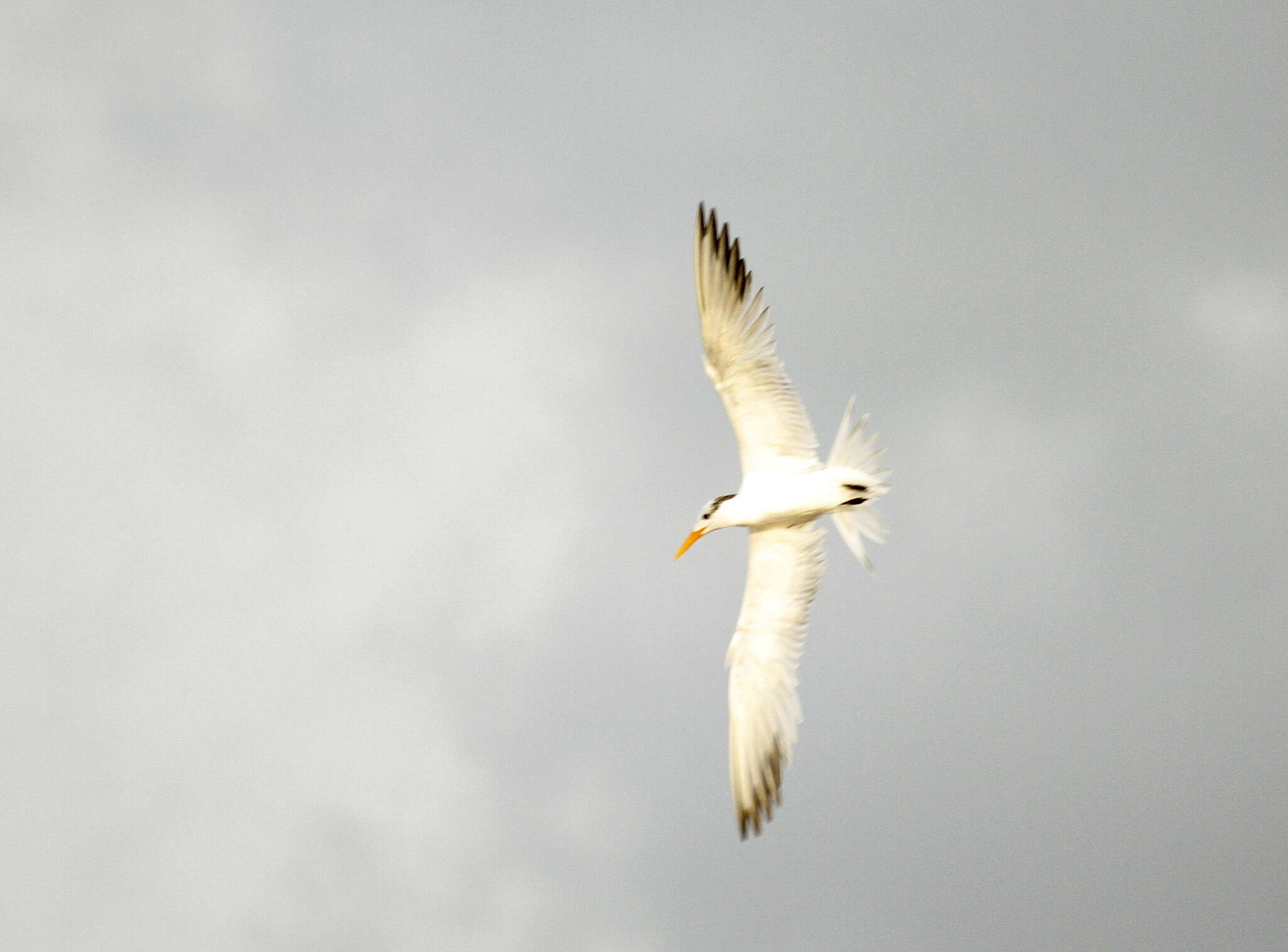 Image of West African Crested Tern