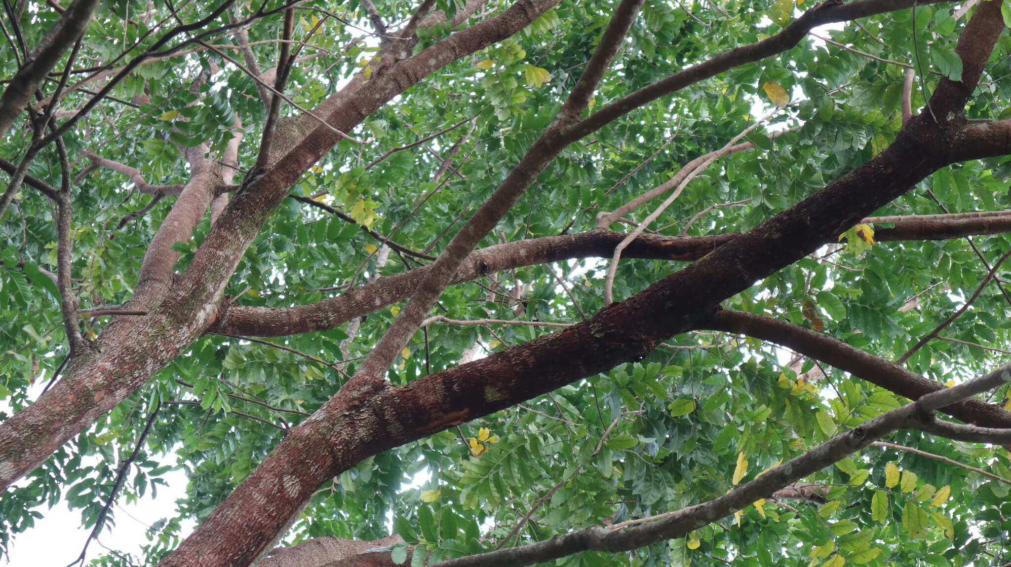 Image of White-necked Coucal