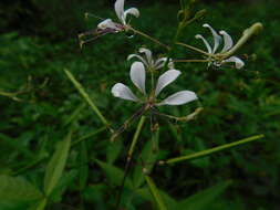 Image of toothed spiderflower