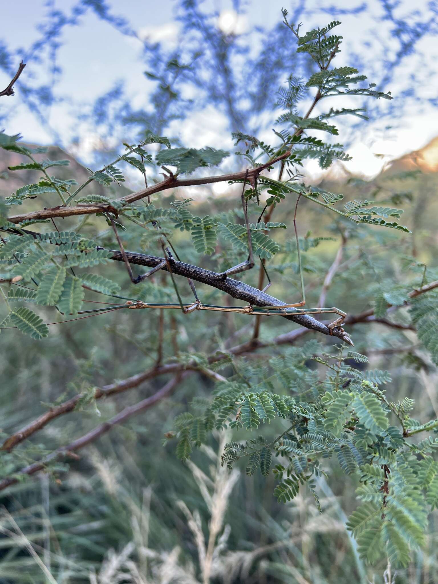 Image of Arizona Walkingstick