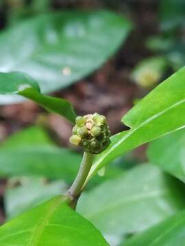 Eumachia guianensis (Bremek.) Delprete & J. H. Kirkbr. resmi