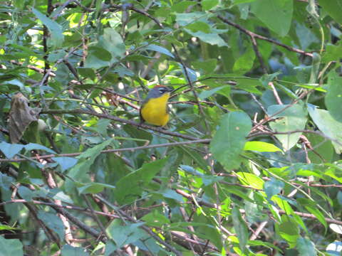 Image of Brown-capped Redstart