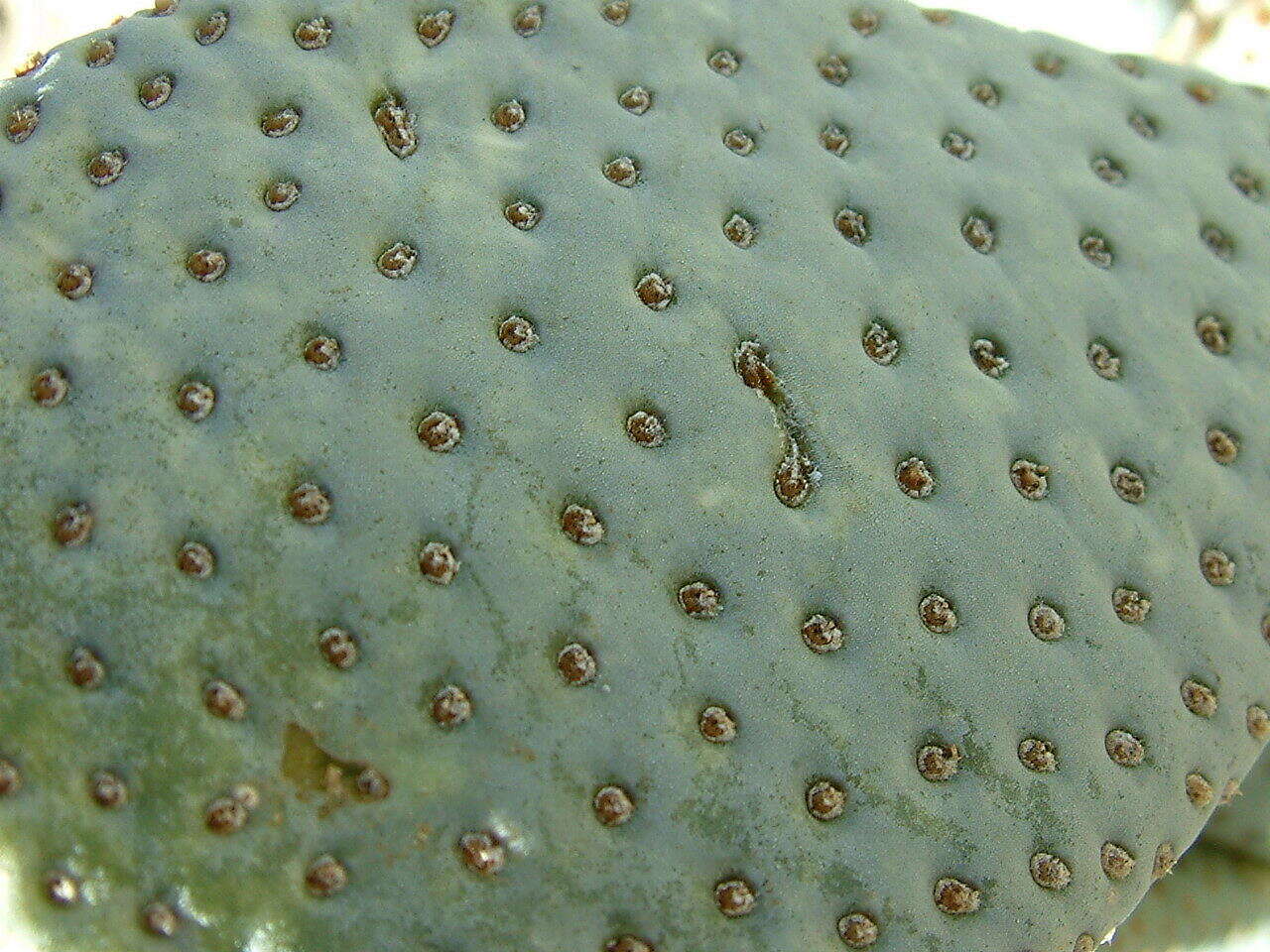 صورة Opuntia basilaris var. basilaris