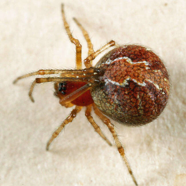 Image of Theridion pictum (Walckenaer 1802)