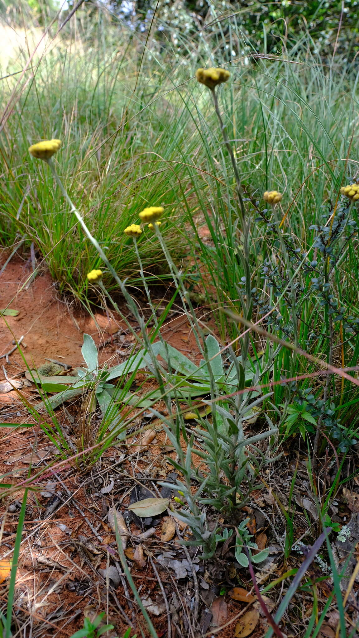 Image of Helichrysum cephaloideum DC.