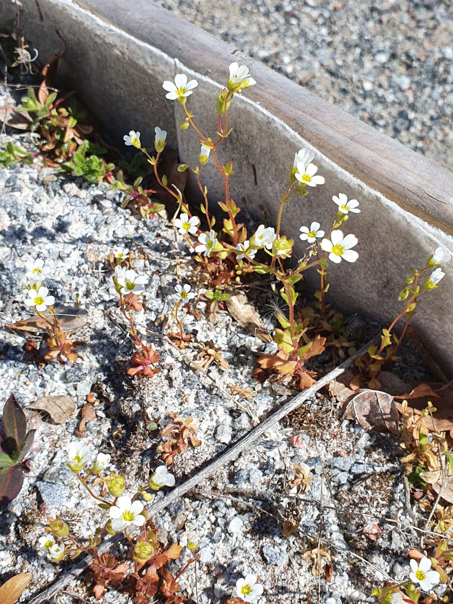 Image of Saxifraga osloensis Knaben