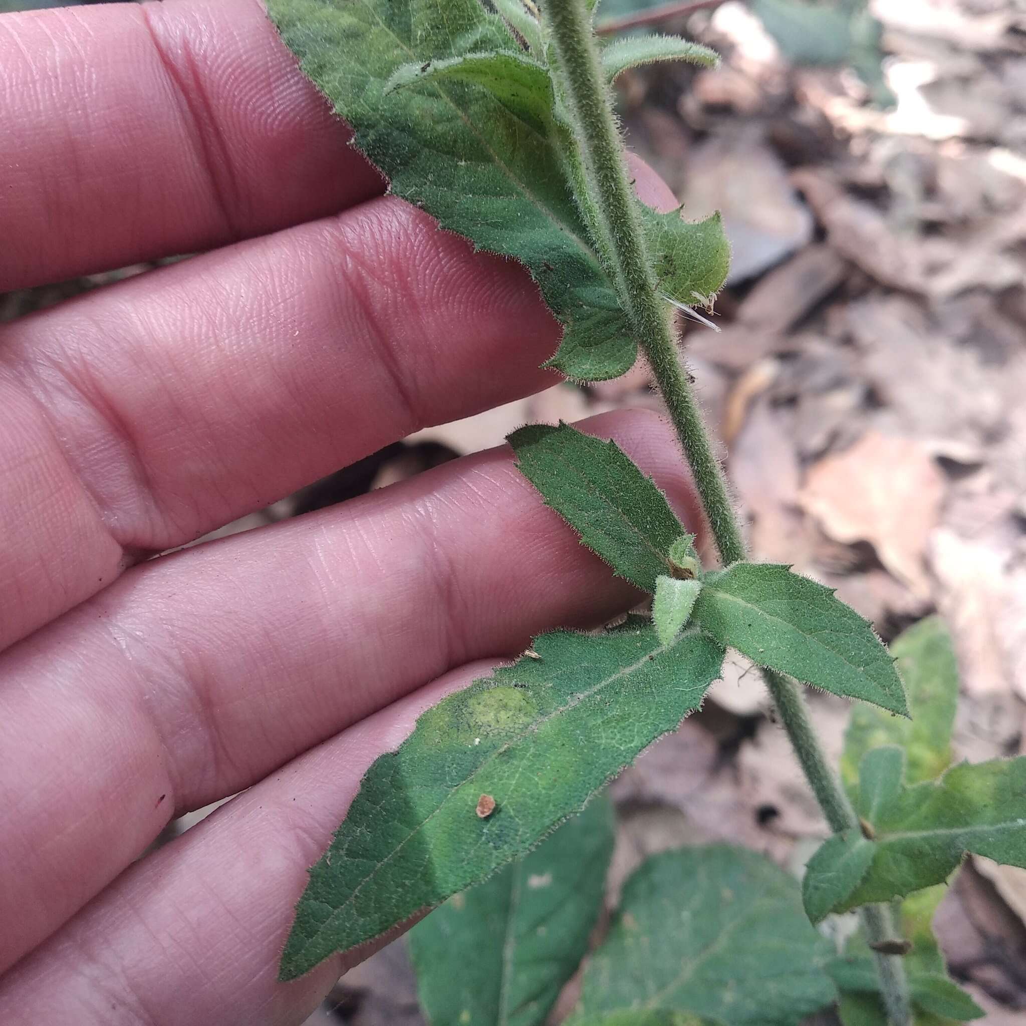 Archibaccharis auriculata (Hemsl.) G. L. Nesom resmi