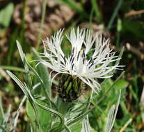 Plancia ëd Centaurea napulifera Rochel