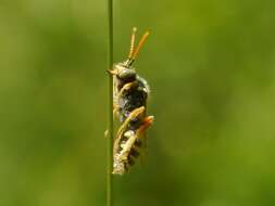 Image of Nomada nobilis Herrich-Schäffer 1839