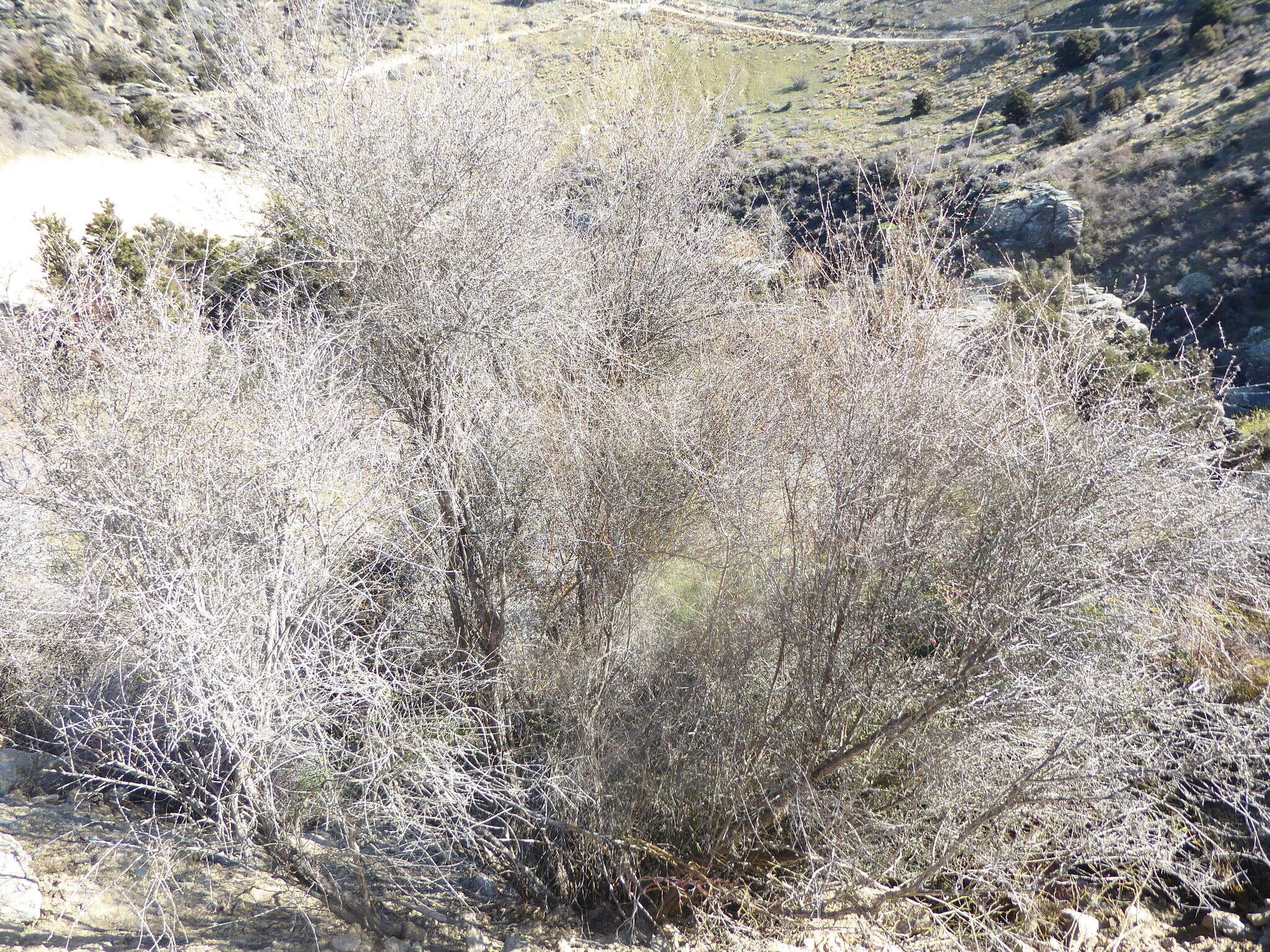 Image of Olearia virgata var. lineata Kirk