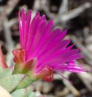 Image of Lampranthus salicola (L. Bol.) L. Bol.