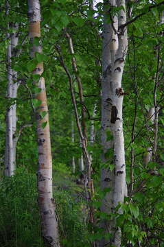 Image of Alaska Paper Birch
