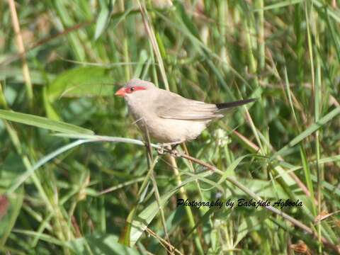 Image of Black-rumped Waxbill