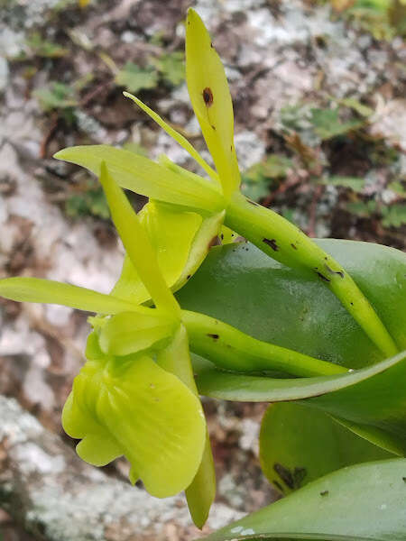 Image of Epidendrum vulgoamparoanum Hágsater & L. Sánchez