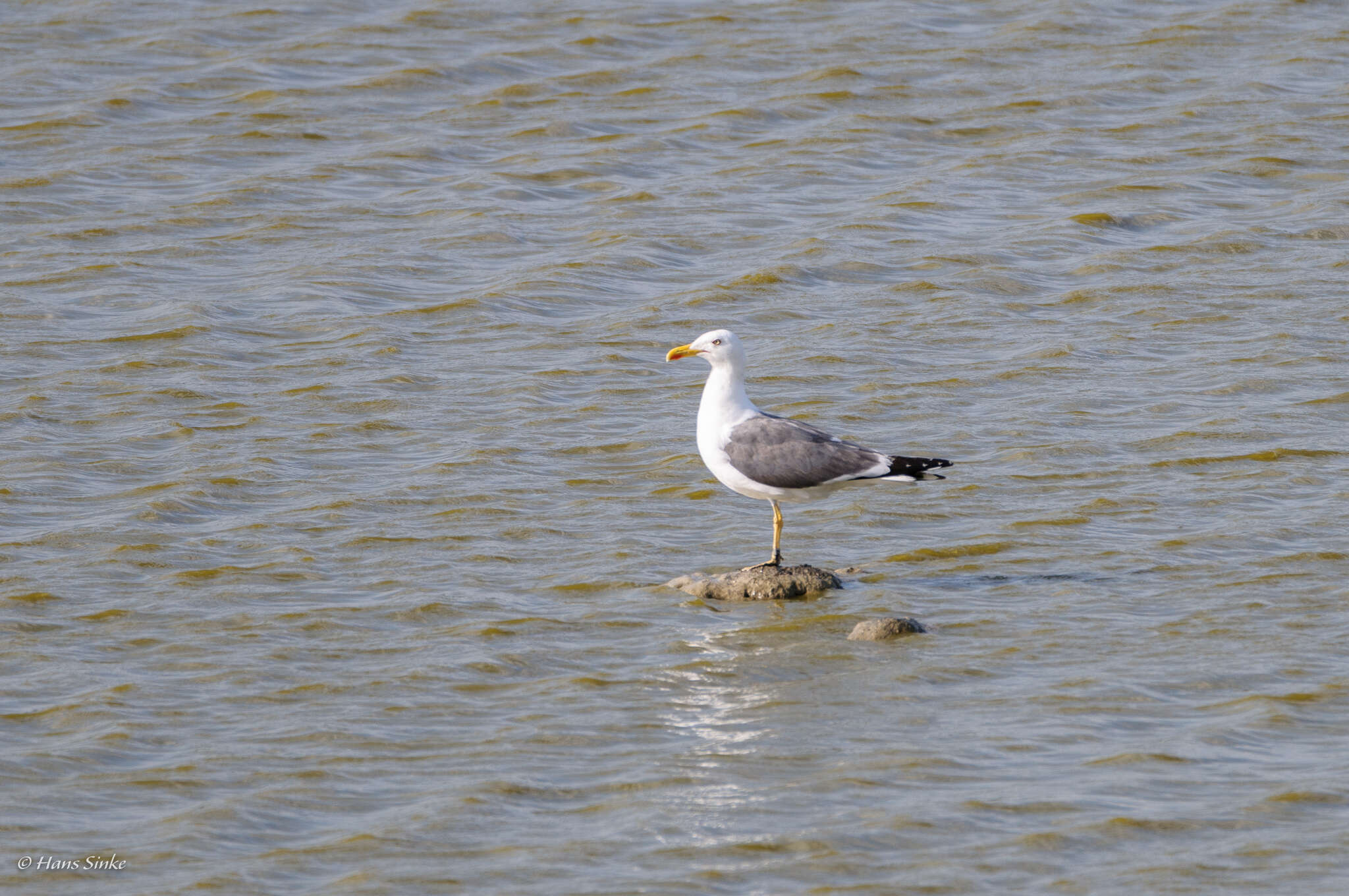 Larus michahellis michahellis Naumann & JF 1840 resmi