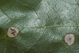 Image of Venturia liriodendri Hanlin 1987