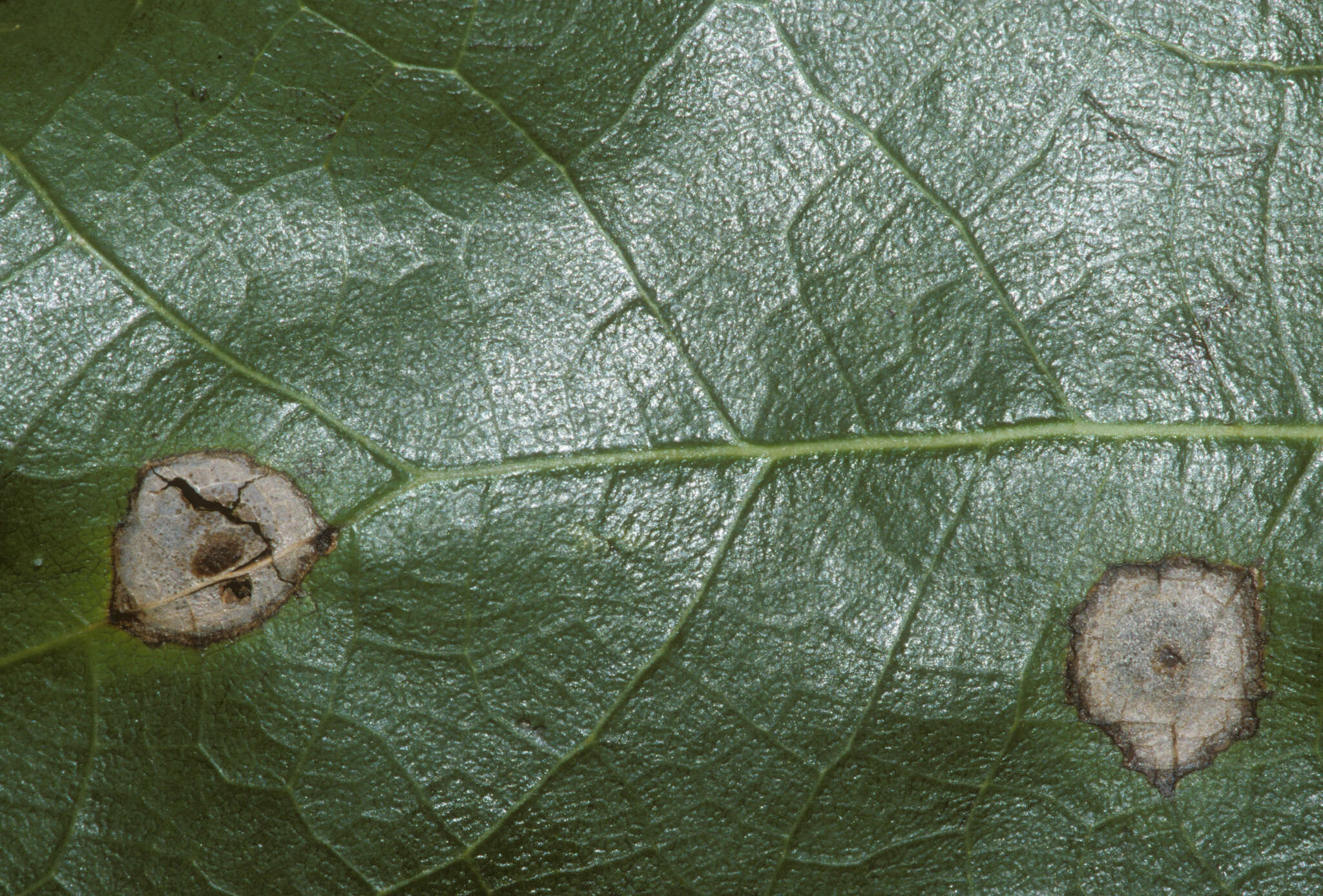 Image de Venturia liriodendri Hanlin 1987