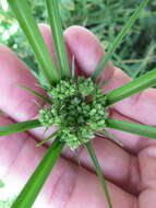 Image of Swamp Flat Sedge