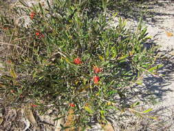 Image of Grevillea fasciculata R. Br.