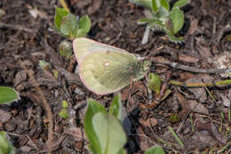 Image of Labrador Sulphur