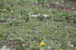 Image of Rosy Pipit