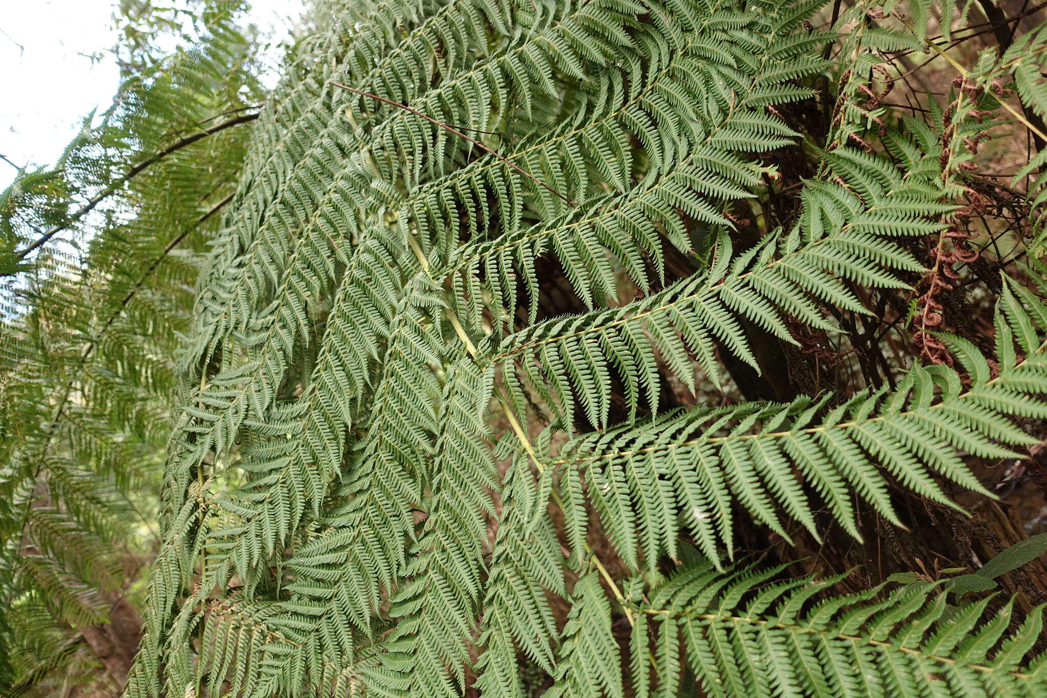 Image of Rough Tree Fern