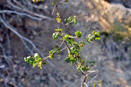 Image of Hippocrepis emerus subsp. emeroides (Boiss. & Spruner) Lassen