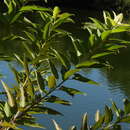 Image of Salix kusanoi (Hayata) C. K. Schneid.