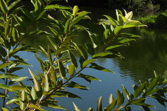 Image of Salix kusanoi (Hayata) C. K. Schneid.