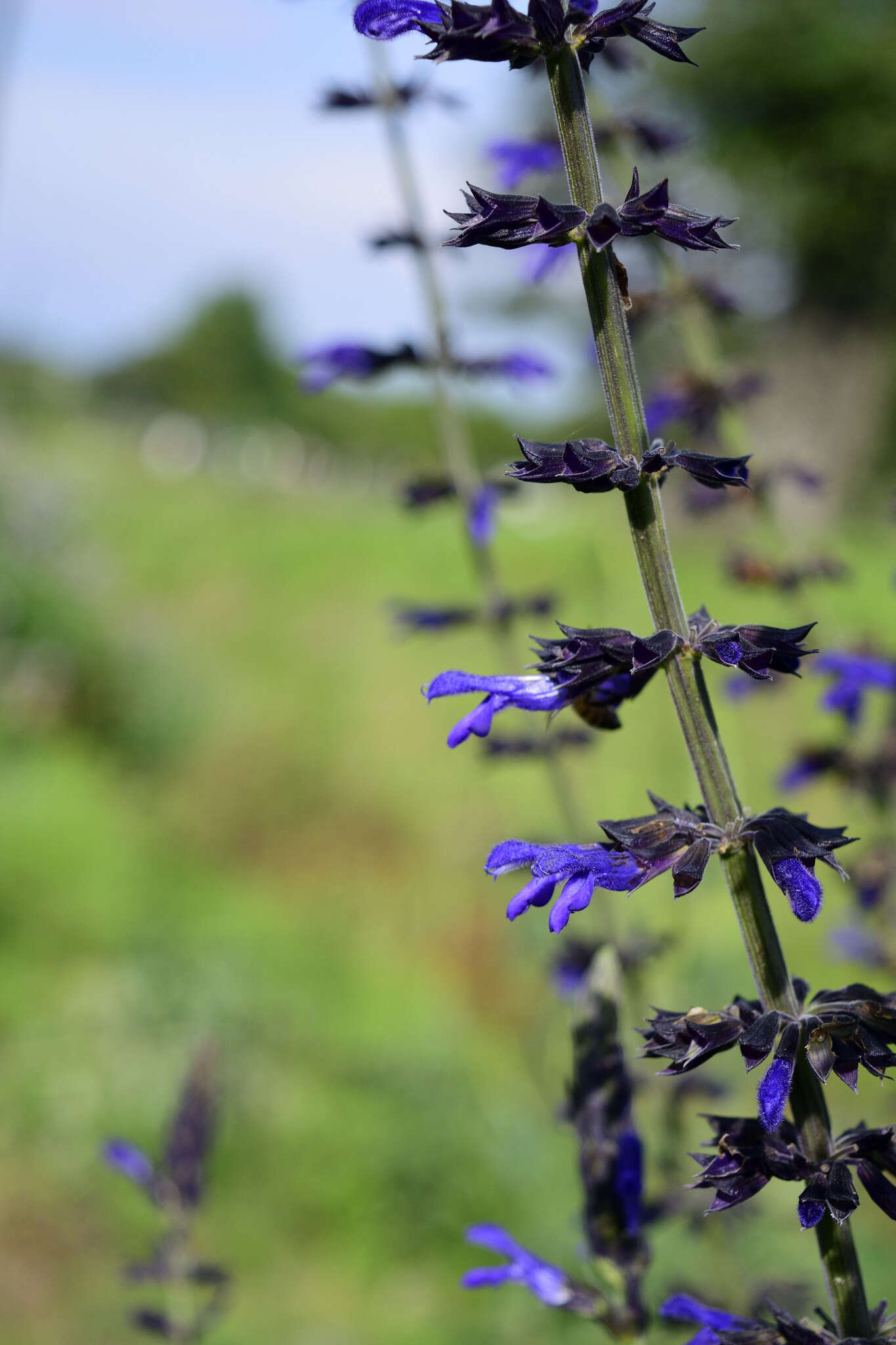 Image of Salvia mexicana L.