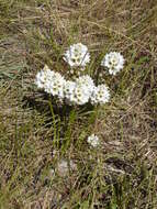 Слика од Ornithogalum thyrsoides Jacq.