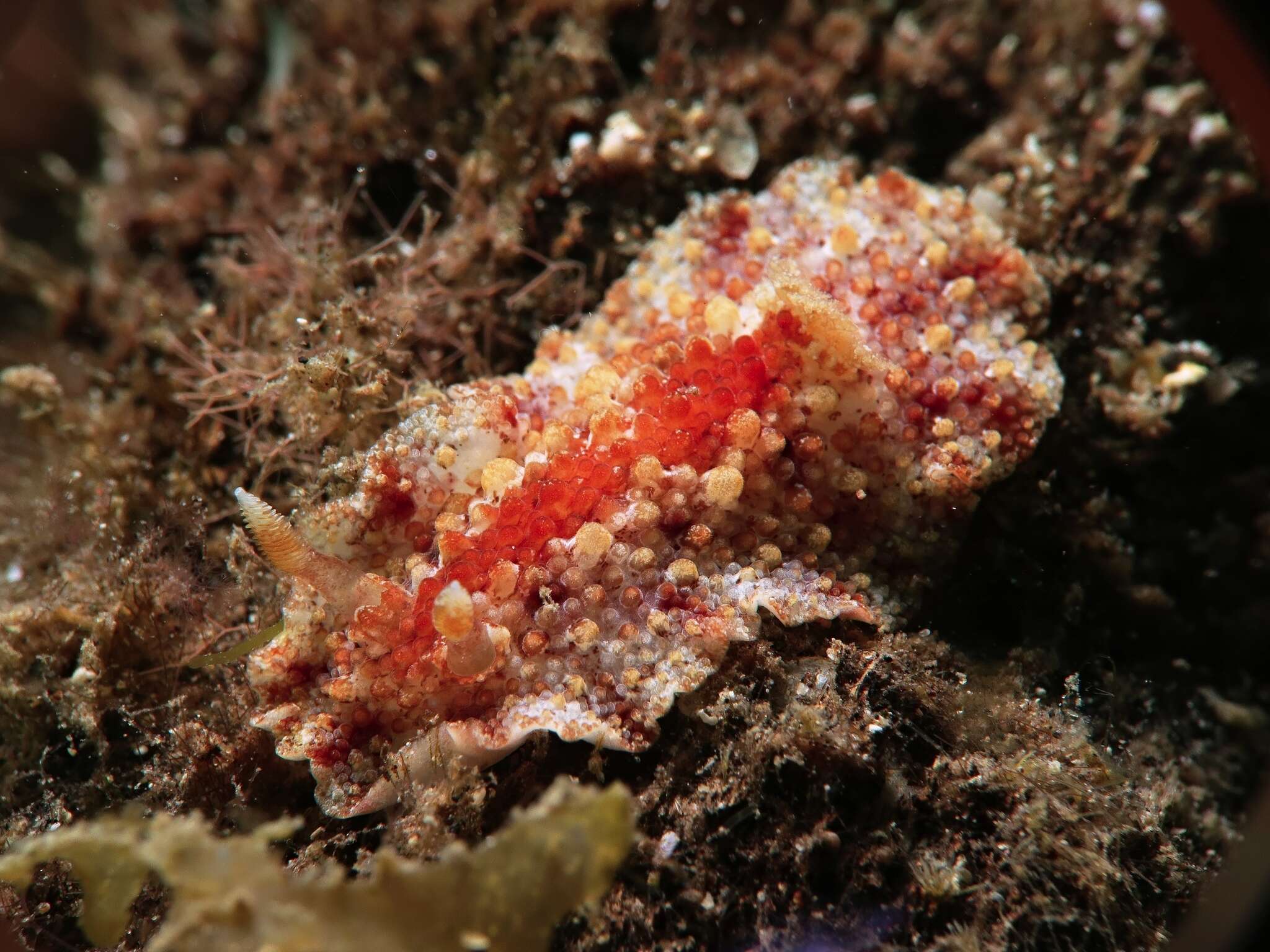 Image of Carminodoris flammea (Fahey & Gosliner 2003)