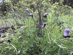 Image of hairy clematis