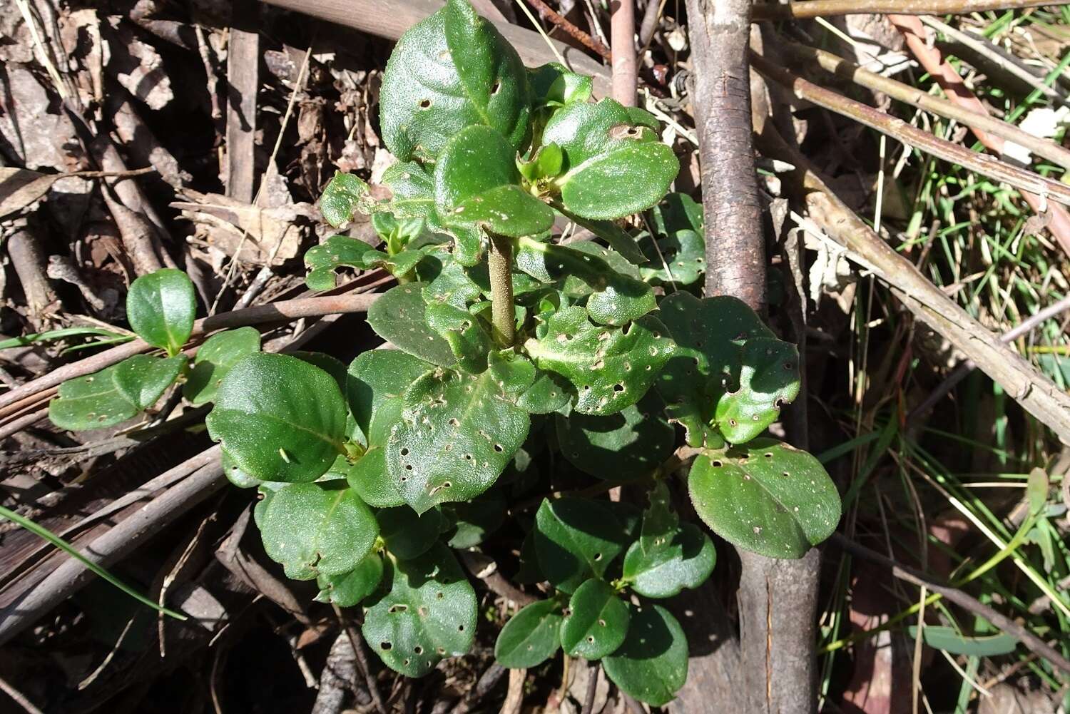 Image of Coprosma hirtella Labill.