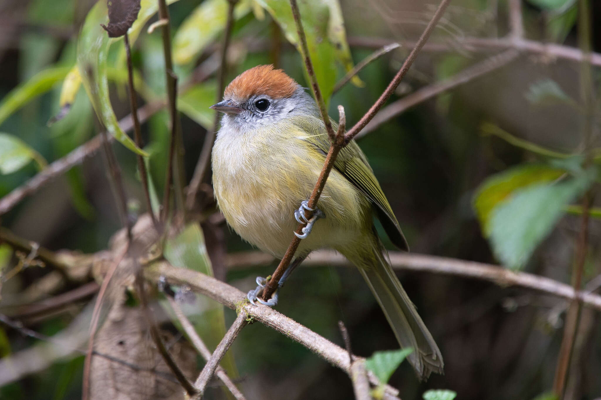 Image of Rufous-crowned Greenlet