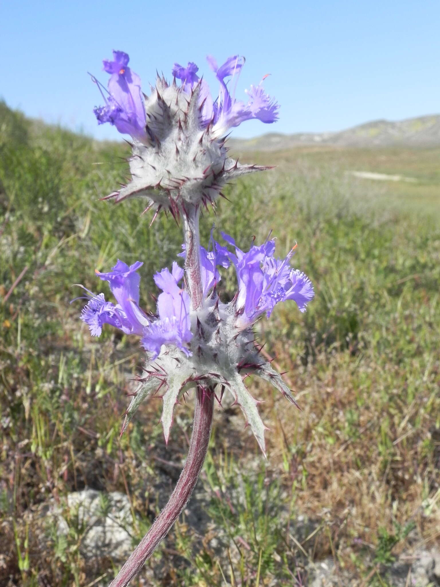 Image of thistle sage