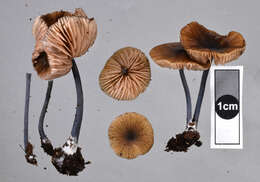 Image of Entoloma duplocoloratum E. Horak 2008