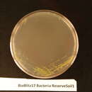Image of Luteibacter rhizovicinus