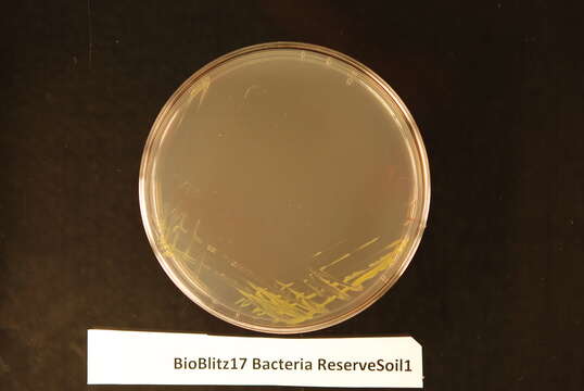 Image of Luteibacter rhizovicinus