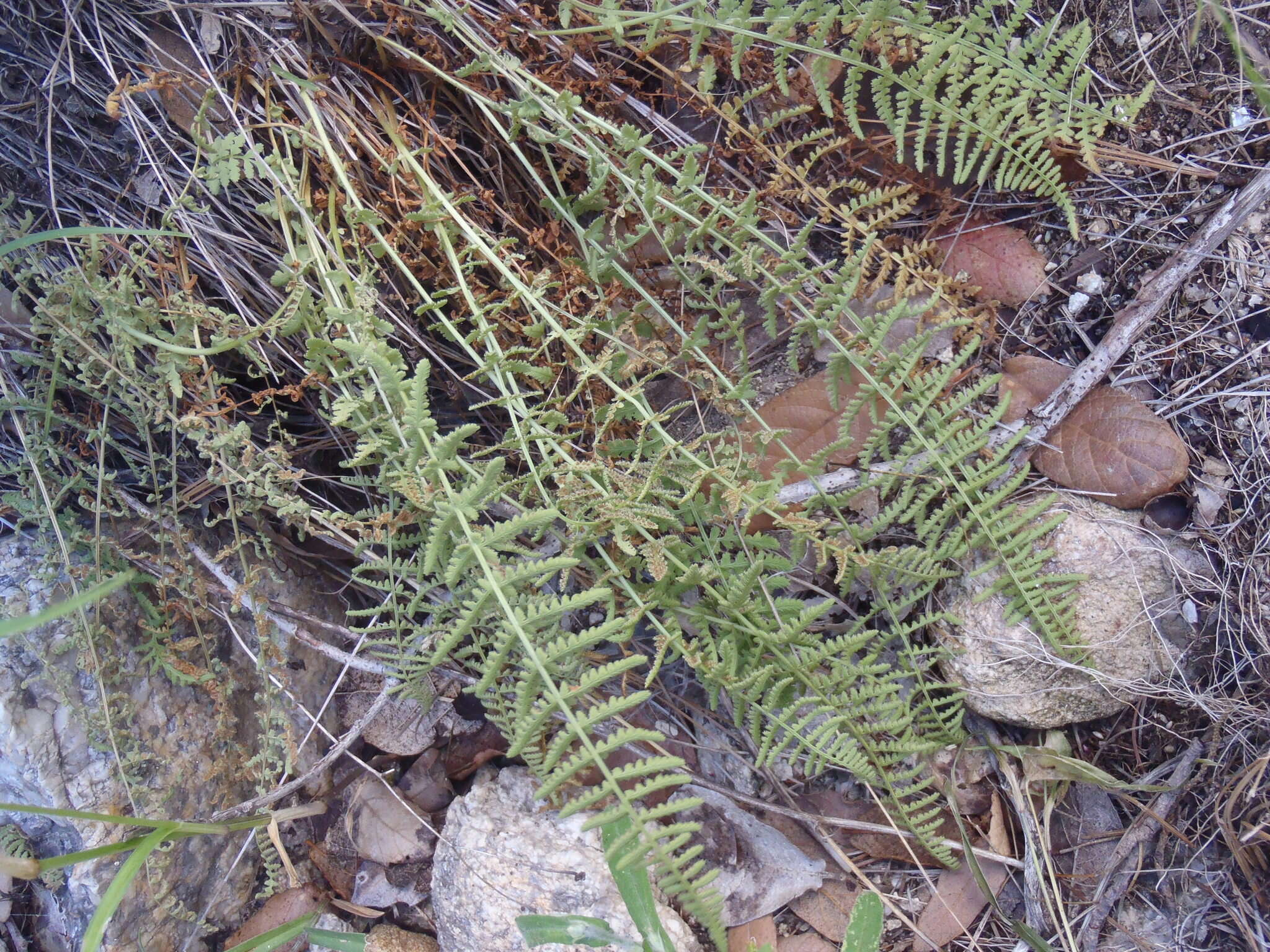 Image of Woodsia phillipsii
