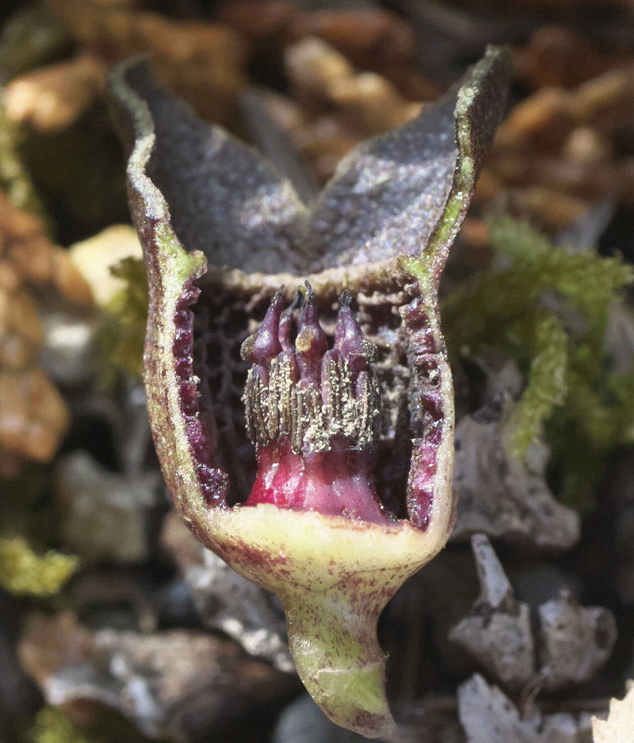 Image of Asarum fauriei var. takaoi (F. Maek.) T. Sugaw.