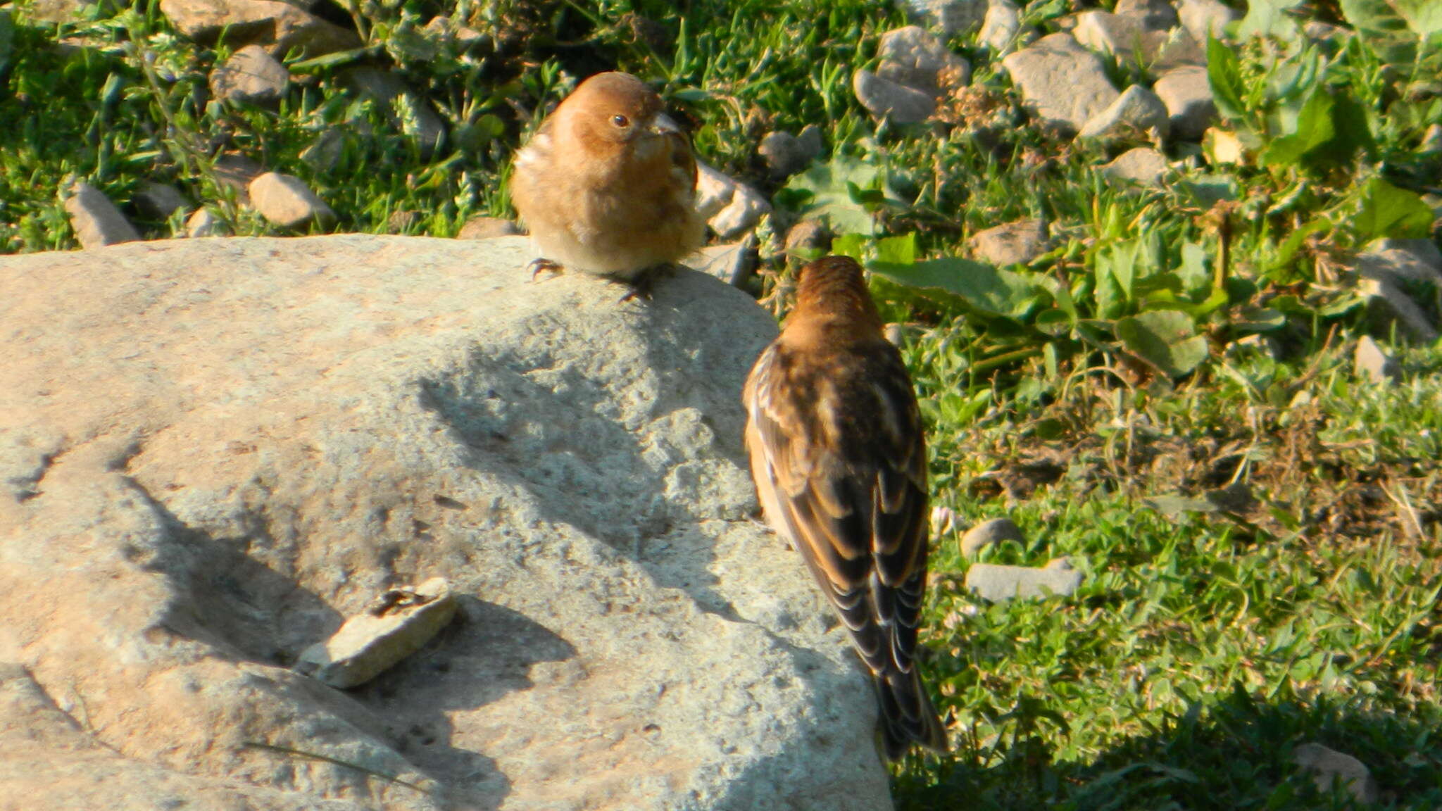 Image of Plain Mountain Finch