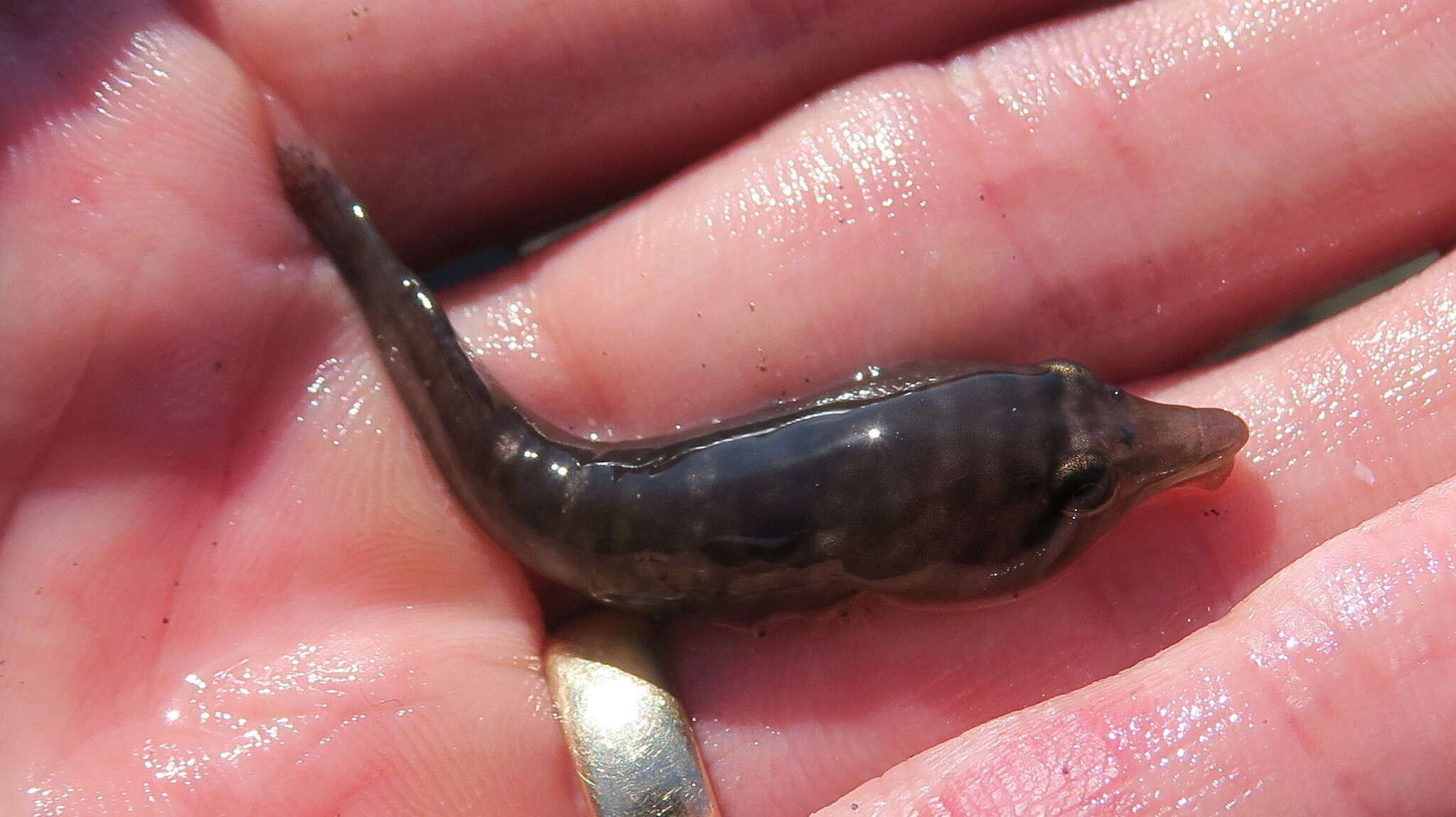 Image of New Zealand urchin clingfish