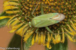 Image of Thiomiris sulphureus (Reuter 1879)