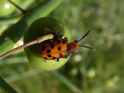 Image of Spotted asparagus beetle